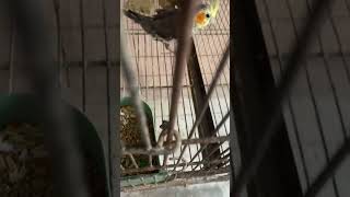 Cutie pie birds cockatielsinging parrot cockatoos cockatiel cockatielslove pets [upl. by Alarise853]