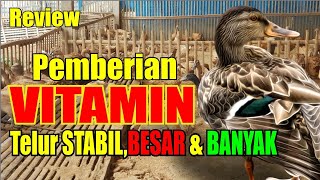 vitamin untuk campuran pakan bebek petelur [upl. by Ellienad588]