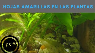 Hojas amarillas en las plantas Peces para no comprar Agua de lluvia y más  Kleiner Fish Aquarium [upl. by Mraz]