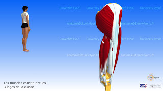 Muscles de la hanche et de la cuisse Les 3 loges musculaires de la cuisse [upl. by Yhtuv]