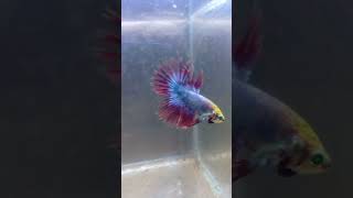 Crowntail Mascot Glow Betta Fish [upl. by Arerrac]