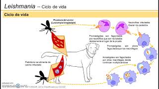 Leishmaniasis visceral  Ciclo de vida [upl. by Howey]