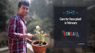 ফেব্রুয়ারি মাসে গোলাপ ফুল গাছের পরিচর্যা কেমন হবে [upl. by Reivilo344]