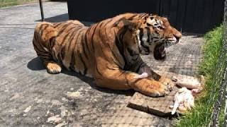 Alcyone A Siberian Tiger Growling At A Caretaker Not At Me [upl. by Urita]