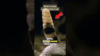 🐍Rattlesnake A Deadly WARNING🔔 shorts shortsfeed [upl. by Alliber]