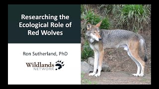 Researching the Ecological Role of Red Wolves [upl. by Edahs]