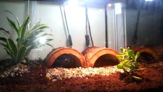 Redfoot Tortoise care and habitat setup [upl. by Aldwon]