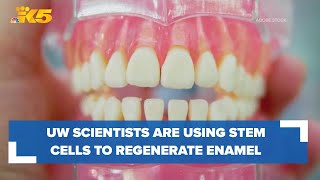 How University of Washington scientists use stem cells to regenerate tooth enamel [upl. by Pliner810]