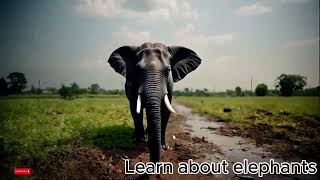 learn more about elephants [upl. by Cut]