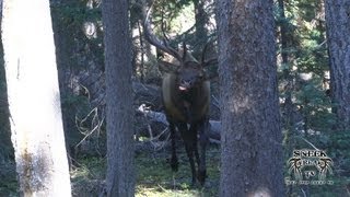 AZ Elk Videos  6 Yard Bull [upl. by Hirai]