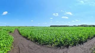 Watch the Cambs 360 Cam as we run around the Giant Maize Maze [upl. by Klockau]