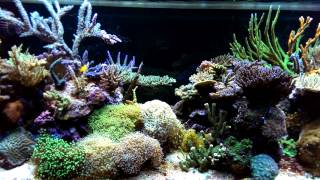 Reef aquarium 500 liters 7 years old [upl. by Anhcar747]