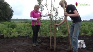 Handige tips en info voor het planten van een fruitboom [upl. by Toms973]