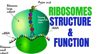 Ribosomes  Ribosomes function and structure [upl. by Nnairda]