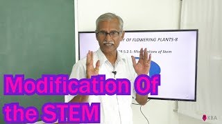 Morphology Flowering Plants NCERT Solutions Modification of the Stem [upl. by Eniarda]