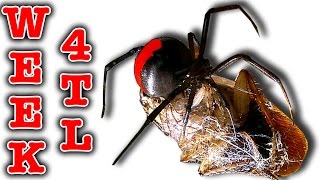 Killer Spider Vs Spider Redback Nasty Girls Week 4 Timelapse Educational Video [upl. by Adnawed]