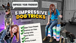 5 Fun and Unique Dog Tricks That Will Make You a Hero to Your Pet [upl. by Eixam181]