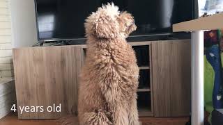 Labradoodle growing up  2 months to 6 years old [upl. by Adnomar]