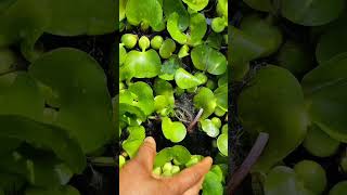 Natural Pond Filter Hyacinth Plant Roots PlantsandNature1 GOP [upl. by Iman]