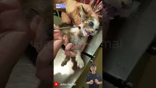 Remove giant maggot larvae from cats cat [upl. by Ezarra]