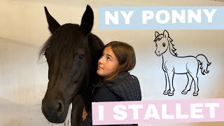 Hämtar hem en ny ponny vilken resa vi har framför oss  VLOGG [upl. by Mordecai716]