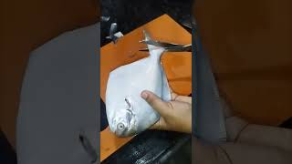 Pomfret fish cutting✂ video [upl. by Bee]