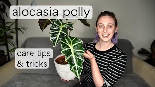 ALOCASIA POLLY Care  Alocasia Amazonica Care Tips amp Tricks [upl. by Snahc]