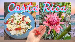 RAW VEGAN FOOD AND ADVENTURES IN COSTA RICA  PART 1  LIFE OF A RAW VEGAN NOMAD [upl. by Emmalyn]