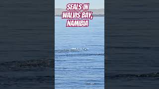 Seals playing in Walvis Bay Namibia Seals Namibia SeaLife [upl. by Suolevram597]