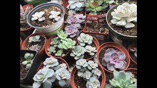 How to Propagate Succulents like a Pro  Angels Grove [upl. by Otsirc467]