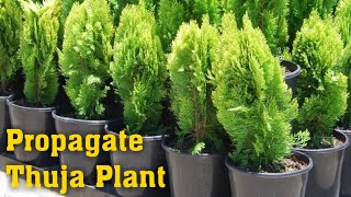 Grow Thuja Plant  How to Propagate Thuja Plant Thuja Occidentalis Emerald Green Arborvitae [upl. by Yhtnomit56]