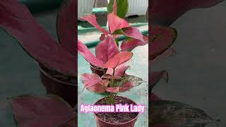 Aglaonema Pink Pearl aglaonemaplant chineseevergreen leafylife [upl. by Trinee]