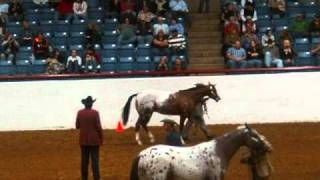 Color Class  2010 Appaloosa World Showwmv [upl. by Jacques87]