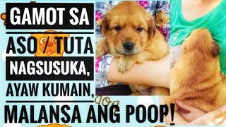 GAMOT sa NAGSUSUKA na ASO  AYAW KUMAIN MALANSA ang POOP  vomiting dog nagsusuka malansapoop [upl. by Calderon]