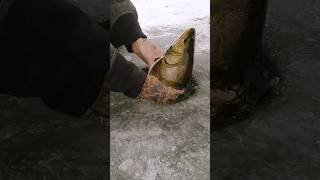 INSANE Splake HYBRID Trout on Tip Up  Ice Fishing [upl. by Klarika710]