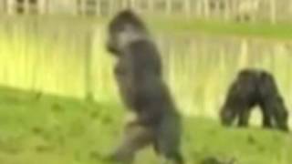 Gorilla Walks Upright [upl. by Thornburg]