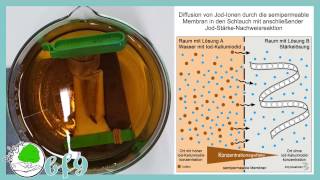 Physiologie  Diffusion von IodKaliumiodid durch eine künstliche Membran [upl. by Sirotek339]