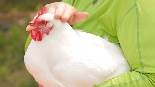 3 Chicken Breeds That Wont Disappoint You [upl. by Anilahs]