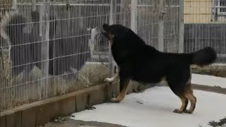 Tibetan mastiff vs Tibetan mastiff  DoggyVlogs 🦁 [upl. by Evanthe127]