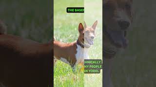 THE BASENJI BARKLESS DOG [upl. by Dnomrej]