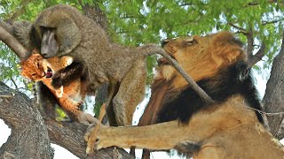 Sad Story Foolish Baboons Steal Lion Cub And Lions Savage Revenge  Baboon Vs Lion [upl. by Anastasia]