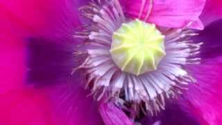 Bumblebee buzz pollination video [upl. by Ambrogino736]