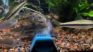 Corydoras feeding on Tubifex Worms  Cory Catfish [upl. by Yoj735]