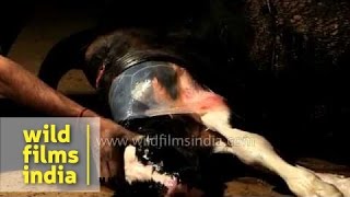 Baby calf being born on camera [upl. by Mauldon]