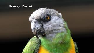 Senegal Parrot [upl. by Lathrop]