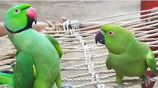 viralvideo parrottalking talkingparot cuteanimals parroting [upl. by Berglund]