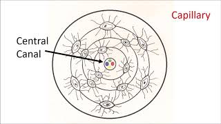 Haversian systems in bone [upl. by Eldwen]