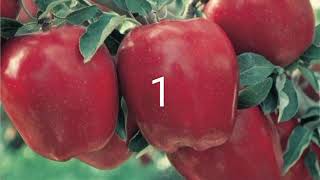 Top 10 Apple Variety सेब की 10 सबसे अच्छी किस्म [upl. by Miner]