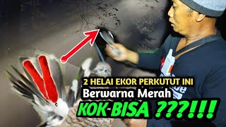 Lho Kok Bisa ⁉️2 Helai Ekor Perkutut Ini Berwarna Merah [upl. by Sirraf591]