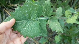 Sow thistle identification amp uses [upl. by Sivrep]